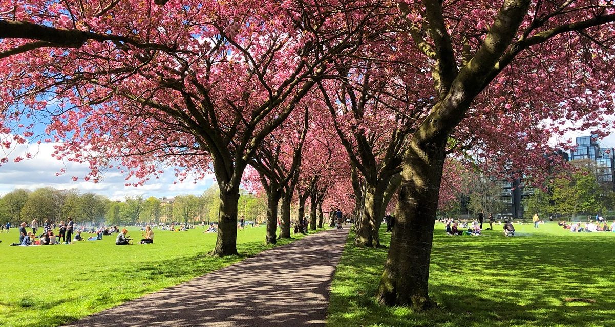 Les meilleurs endroits pour admirer les Cherry Blossom à Edimbourg